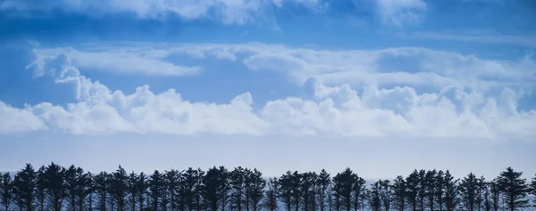 Panorama Shot Van Horizon Gevuld Met Bomen Een Rij Tegen — Stockfoto