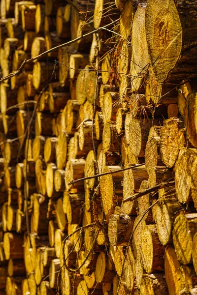 Timber Logging Forest Freshly Cut Tree Wooden Logs Piled Wood — Stock Photo, Image