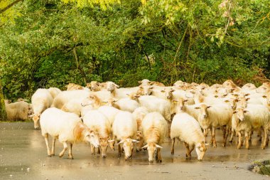 İspanyol dağlarında koyun sürüsü. Agurain, Alava, İspanya 'da Bask Ülkesi