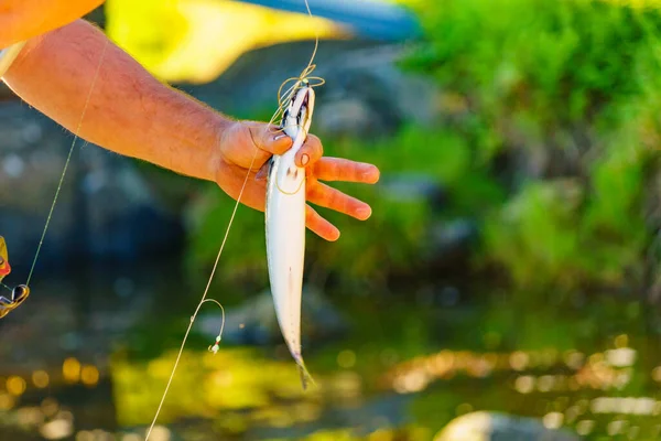 Pêche Homme Pêcheur Tient Poisson Dans Main — Photo