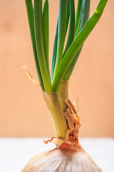 Onion bulb with chives fresh green sprout — Stock Photo, Image