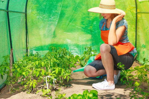 Kvinnan vattning gröna tomatplantor i växthus — Stockfoto