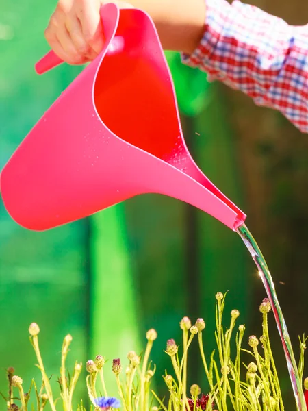 Woman watering plants in garden — Stock Photo, Image