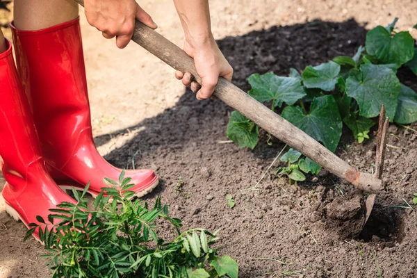Closeup woman gardener digging soil — Stock Photo, Image