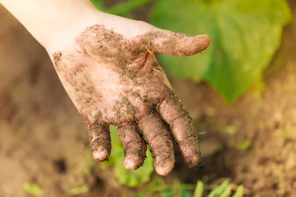 Woman gardener replanting flowers — Stock Photo, Image