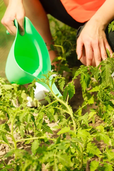 Woman watering green tomato plants — Stock Photo, Image