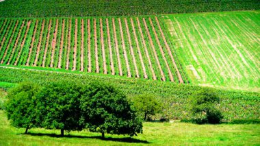 Öğrenci mahallesindeki yeşil üzüm bağları, Jura şarap bölgesi, Doğu Fransa 'daki burgne-franche-comte..