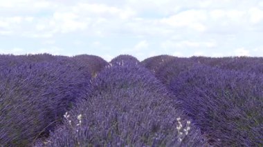 Lavanta tarlalarının üzerinde beyaz bulutlar olan mavi gökyüzü ufka kadar uzanıyor. Provence Fransa 'nın kırsal kesiminde. Çiçek mevsimi. Tatil gezisi için Fransız eğlencesi.