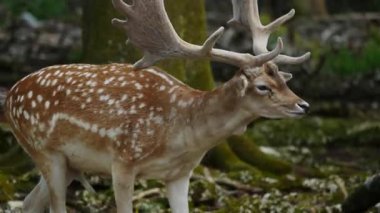 Erkek geyik doğal ortamda boynuzlu geyik. Geyik dama dama. Patlıcan bölgesindeki Vision Park, Fransa. Yavaş çekim