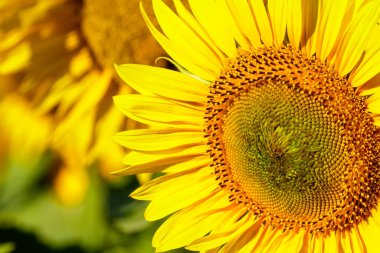 Çiçek açan sarı ayçiçeğine yaklaş