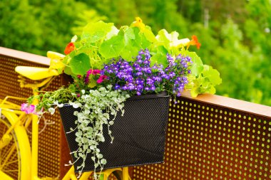 Svandalsfossen şelale park alanında dekorasyon olarak sepet çiçekleri ile Sarı eski bisiklet. Ulusal turist Ryfylke rota.