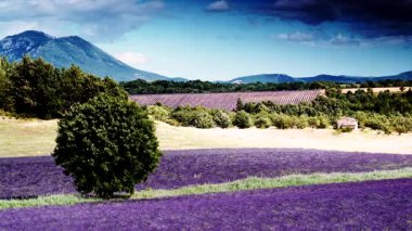 Kırsal kesimde lavanta tarlaları ve ufukta dağlarla birlikte. Puimoisson Bölgesi, Plato Valensole, Fransa 'da Alpes de Haute Provence.