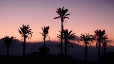 Sierra Alhamilla Dağları 'ndaki palmiye ağaçlarıyla kaplı manzara, İspanya. Sabahın ilk ışıklarıyla.