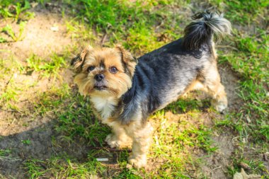 Havanese köpek açık.