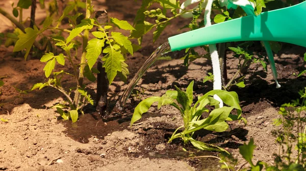 Rega de plantas de tomate verde em estufa — Fotografia de Stock