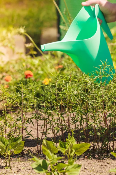 Woman watering plants in garden — Stock Photo, Image