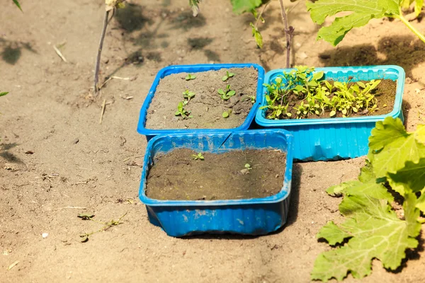 Plantas em vasos de plástico ao ar livre — Fotografia de Stock