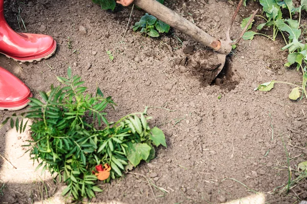 Closeup woman gardener digging soil — Stock Photo, Image