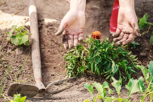 Woman gardener replanting flowers — Stock Photo, Image