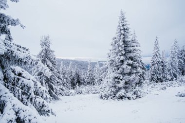 Krokonose dağları kuzeydoğu Bohemya 'da ve Silezya' nın Polonya 'nın güneyinde yer alır. Dev Dağlar 'daki en yüksek dağ ve Çek Cumhuriyeti' nin tamamı Snezka 1603 metredir..