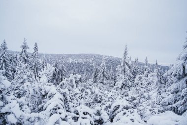Krokonose dağları kuzeydoğu Bohemya 'da ve Silezya' nın Polonya 'nın güneyinde yer alır. Dev Dağlar 'daki en yüksek dağ ve Çek Cumhuriyeti' nin tamamı Snezka 1603 metredir..