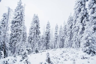 Krokonose dağları kuzeydoğu Bohemya 'da ve Silezya' nın Polonya 'nın güneyinde yer alır. Dev Dağlar 'daki en yüksek dağ ve Çek Cumhuriyeti' nin tamamı Snezka 1603 metredir..