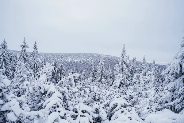 Krokonose dağları kuzeydoğu Bohemya 'da ve Silezya' nın Polonya 'nın güneyinde yer alır. Dev Dağlar 'daki en yüksek dağ ve Çek Cumhuriyeti' nin tamamı Snezka 1603 metredir..