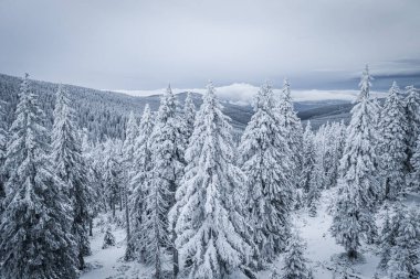 Krokonose dağları kuzeydoğu Bohemya 'da ve Silezya' nın Polonya 'nın güneyinde yer alır. Dev Dağlar 'daki en yüksek dağ ve Çek Cumhuriyeti' nin tamamı Snezka 1603 metredir..