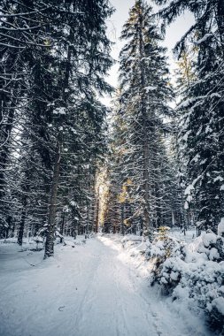 Sumava Ulusal Parkı, Çek Cumhuriyeti 'nin dört ulusal parkından biridir. İki güney bölgesinde yer alır ve Çek Cumhuriyeti ile Avusturya arasında doğal bir sınır oluşturur..
