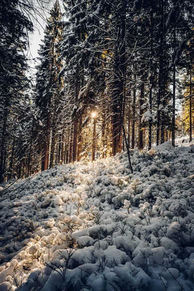 Parque Nacional Sumava Dos Quatro Parques Nacionais Tchecoslováquia Ele Está Imagens Royalty-Free