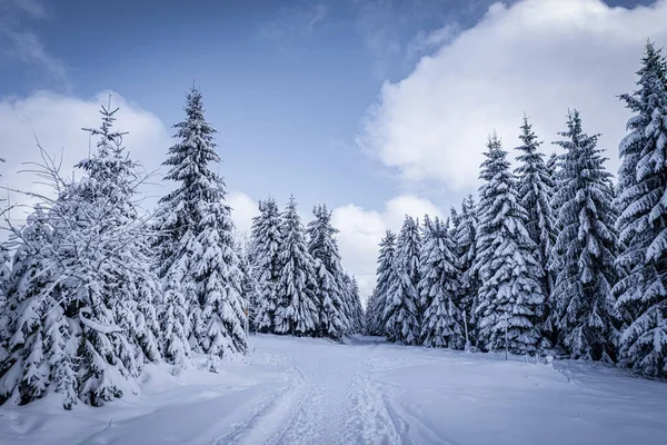 Parque Nacional Sumava Dos Quatro Parques Nacionais Tchecoslováquia Ele Está Imagem De Stock