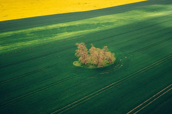 Midden Boheemse Lente Verkrachting Veld — Stockfoto