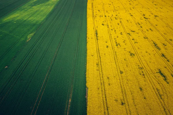 Central Bohemia Spring Rape Field — Stock Photo, Image