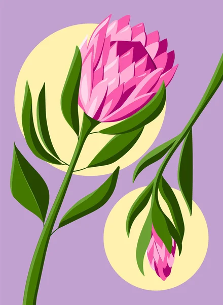 Pembe Protea çiçeği Vektör çiçek çizimi