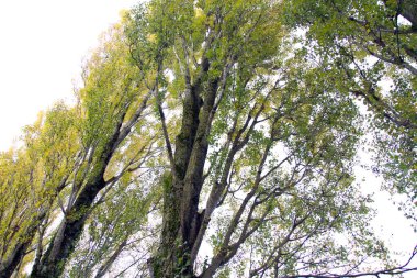 Eski güzel kavak ağaçları parktaki güzel çitleri olan bir duvar gibi duruyor.