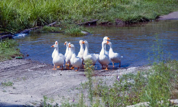 Una Bandada Gansos Del Pueblo Pasea Naturaleza —  Fotos de Stock