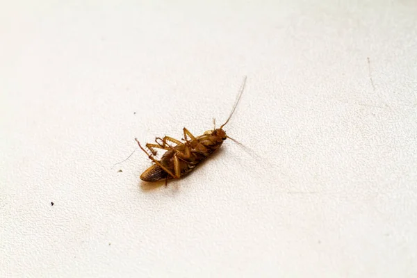 Dea Dead Pet Cockroach Folded Its Paws Macroad Pet Cockroach — Stock Photo, Image