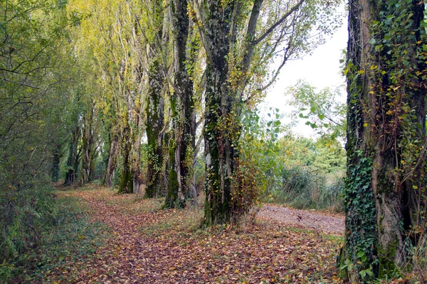 Alte Schöne Pappeln Stehen Als Mauer Mit Schönem Zaun Park — Stockfoto