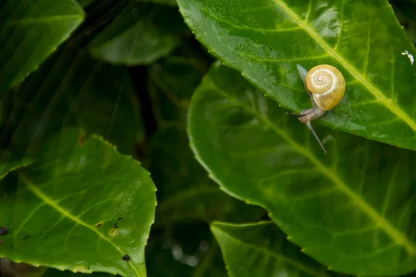 Yellow Snails Crawl Hide Leaves — Stock Photo, Image