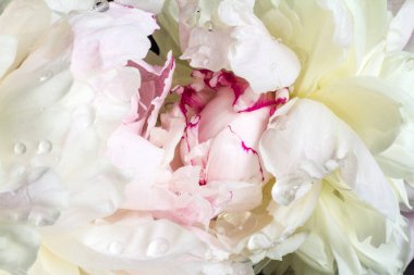 Şakayık çiçeklerinin güzel makro fotoğrafları