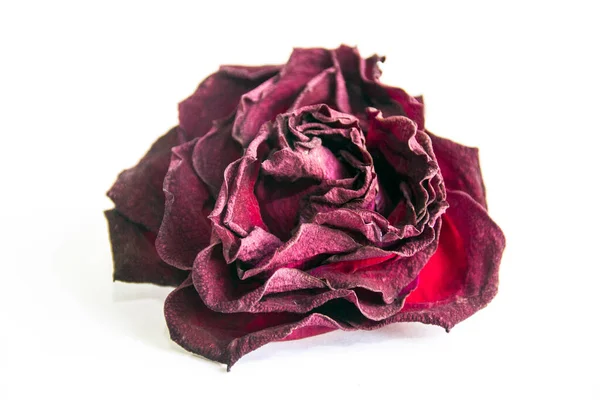 Сушеные Красные Бутоны Роз Букете — стоковое фото