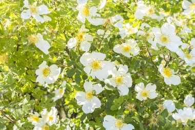 İlkbaharda çiçek açan gül ağacı, büyük beyaz çiçeklerle