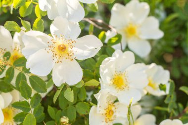 İlkbaharda çiçek açan gül ağacı, büyük beyaz çiçeklerle