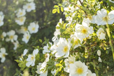 İlkbaharda çiçek açan gül ağacı, büyük beyaz çiçeklerle