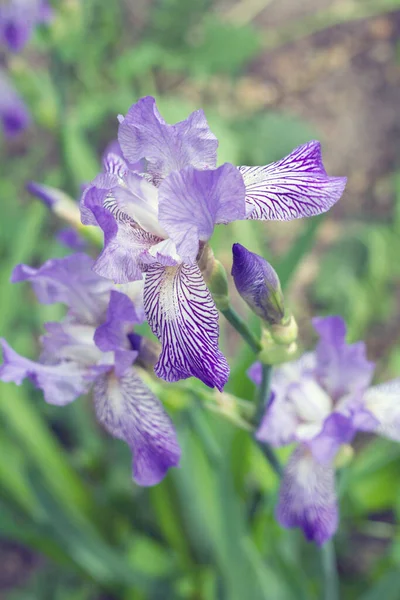 Blå Lila Och Gula Iris Växer Vackert — Stockfoto