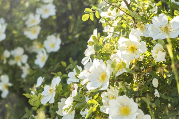 İlkbaharda çiçek açan gül ağacı, büyük beyaz çiçeklerle