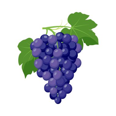 Bir demet mavi üzüm. Üzüm ürünü ve vektör illüstrasyonu beyaz arkaplanda izole edildi.