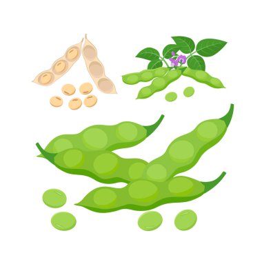 Edamame, olgunlaşmamış soya fasulyesi ve kabuklu olgun soya fasulyesi. Soya fasulyesi ürünü - vektör illüstrasyonu beyaz arkaplanda izole edildi.