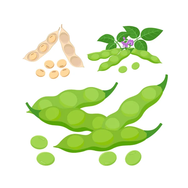 Edamame, onrijpe sojabonen en rijpe sojabonen in peulen. Sojabonen product - vectorillustratie geïsoleerd op witte achtergrond. — Stockvector