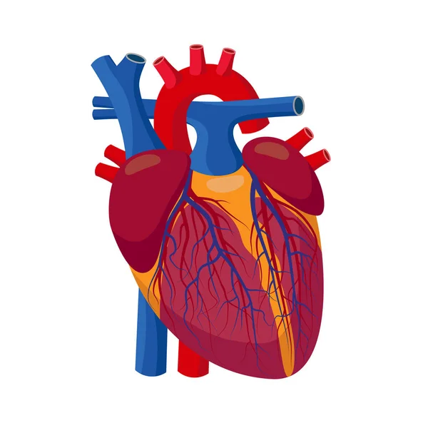 İnsan Kalbi - kapakçıkları, arterleri ve damarları olan iç organ beyaz arka planda izole edilmiş düz tasarımda detaylı anatomik çizim. — Stok Vektör